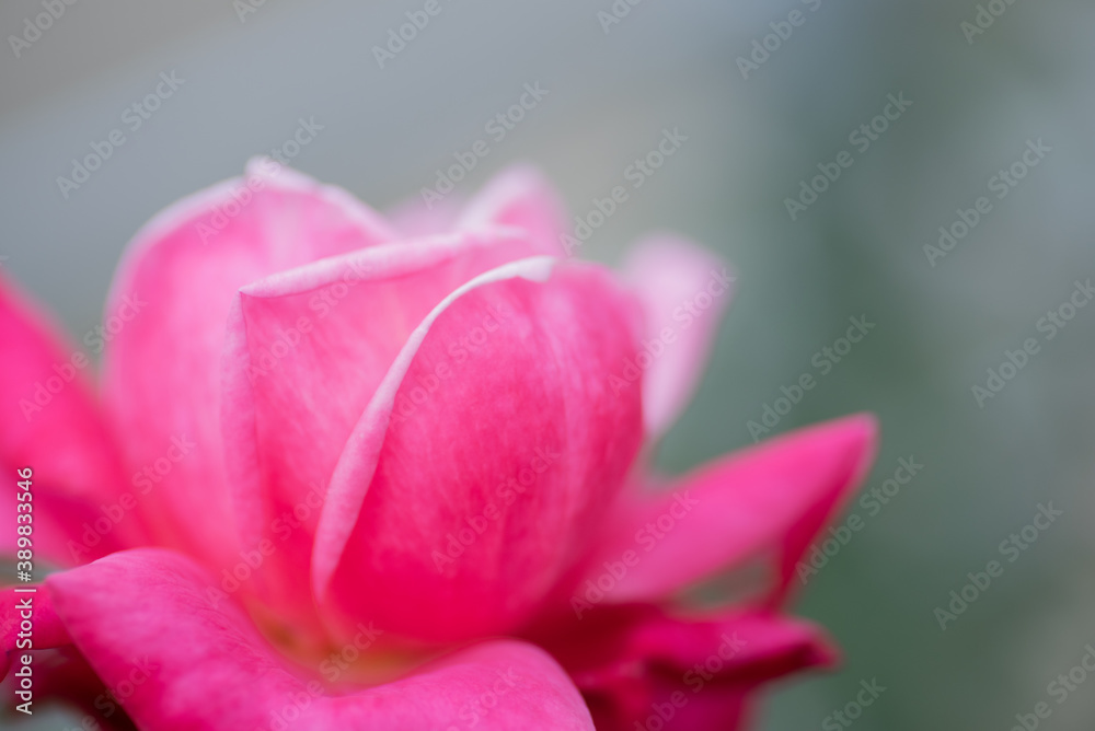 close up of pink rose