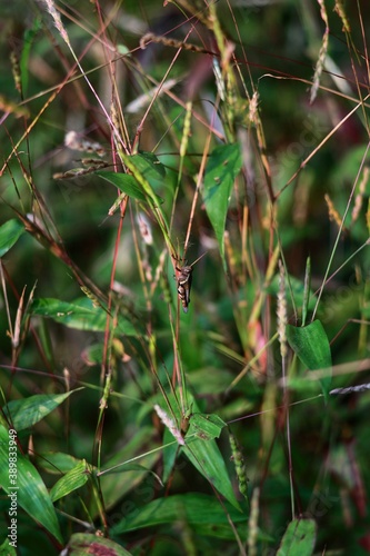 A grasshopper sits on a stalk. Maharashtra state. India.