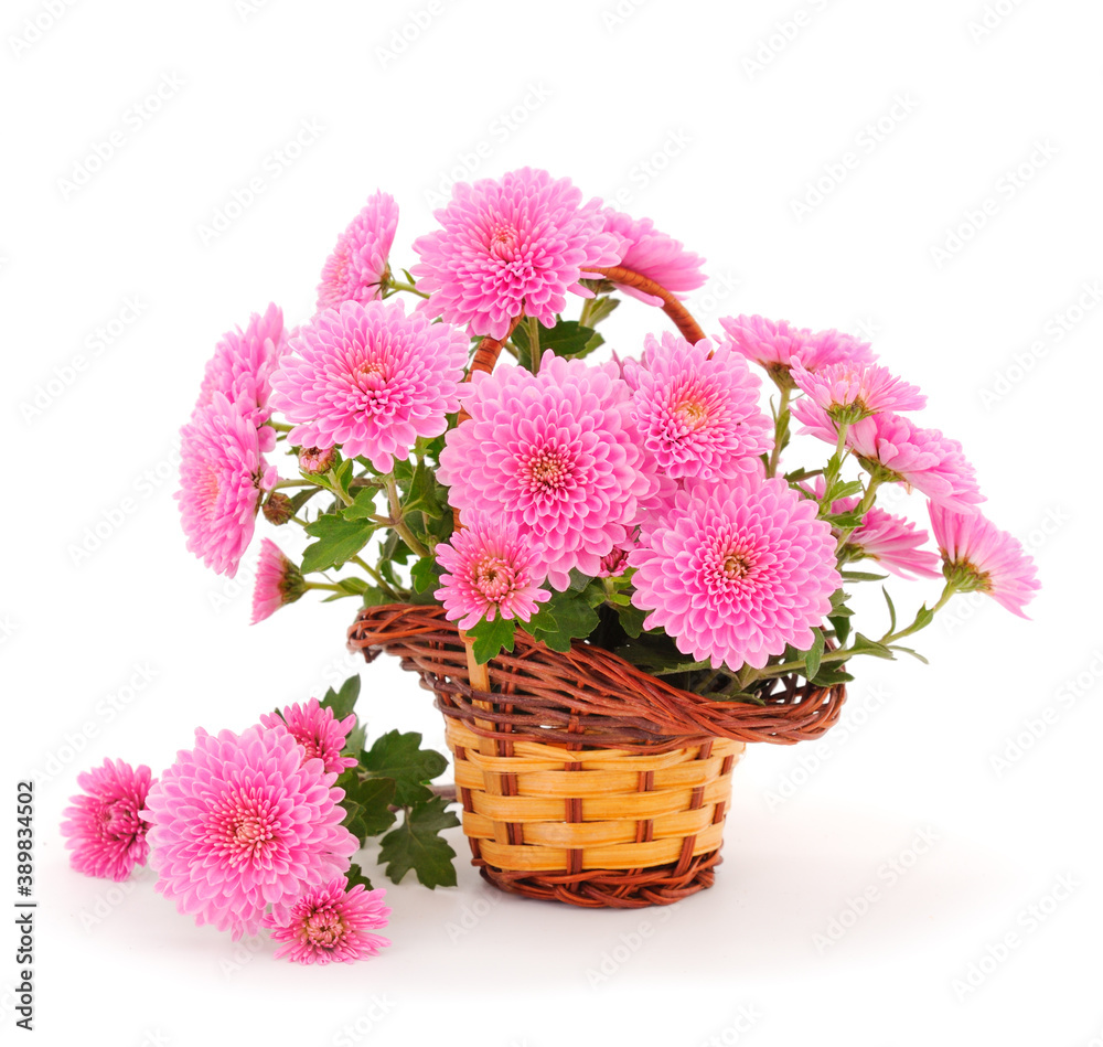 Chrysanthemum flowers in basket. Chrysanthemum flowers in basket.