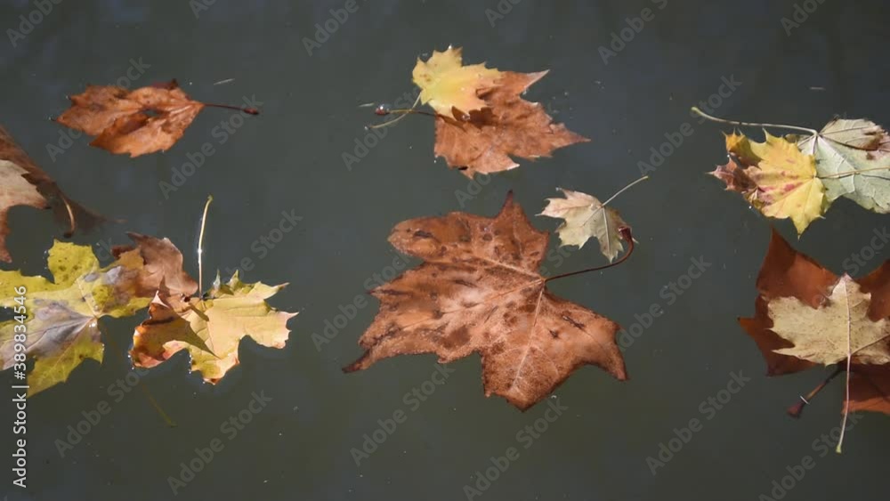 Autumn background with dry leaves floating on the water surface Autumn background with dry leaves floating on the water surface