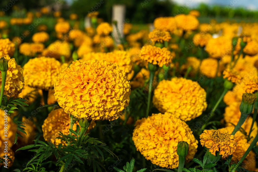 yellow marigold flowers in the garden