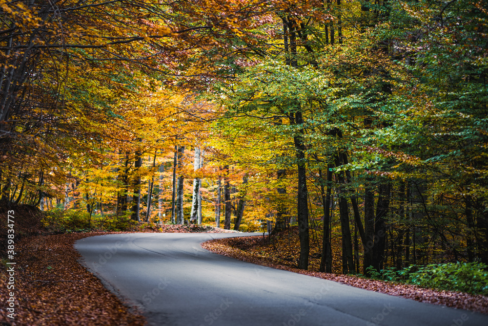 road in autumn forest road in autumn forest