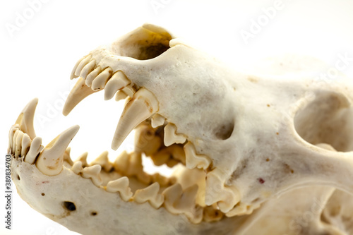 Skull of a trophy wolf