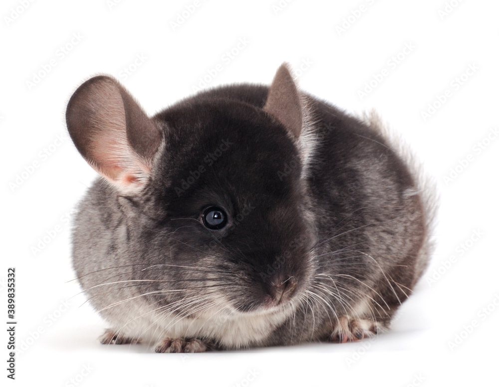 Obraz premium Little gray chinchilla.