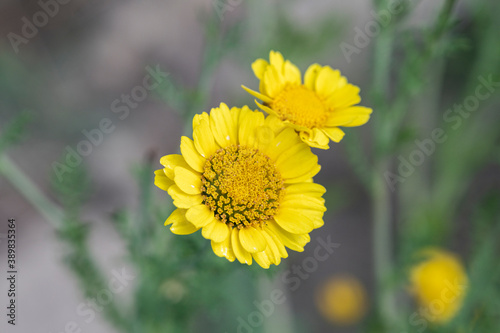 Obraz na płótnie Chrysanthème comestible w salonie