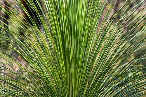 Grass tree leaves fanned out on the plant in the Australian Bush