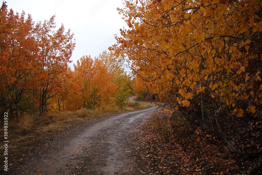 Fototapeta premium A stabilized road gliding through forest trees with orange leaves in autumn