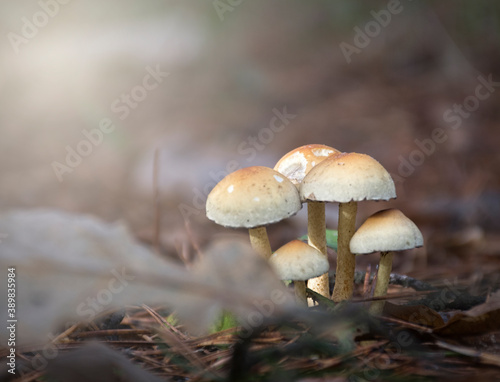 A group of yellow non edible mushrooms among dry oak leaves. Selective focus on the mushrooms. Blurred background is hiding pine spikes and withered grass. Poland.
