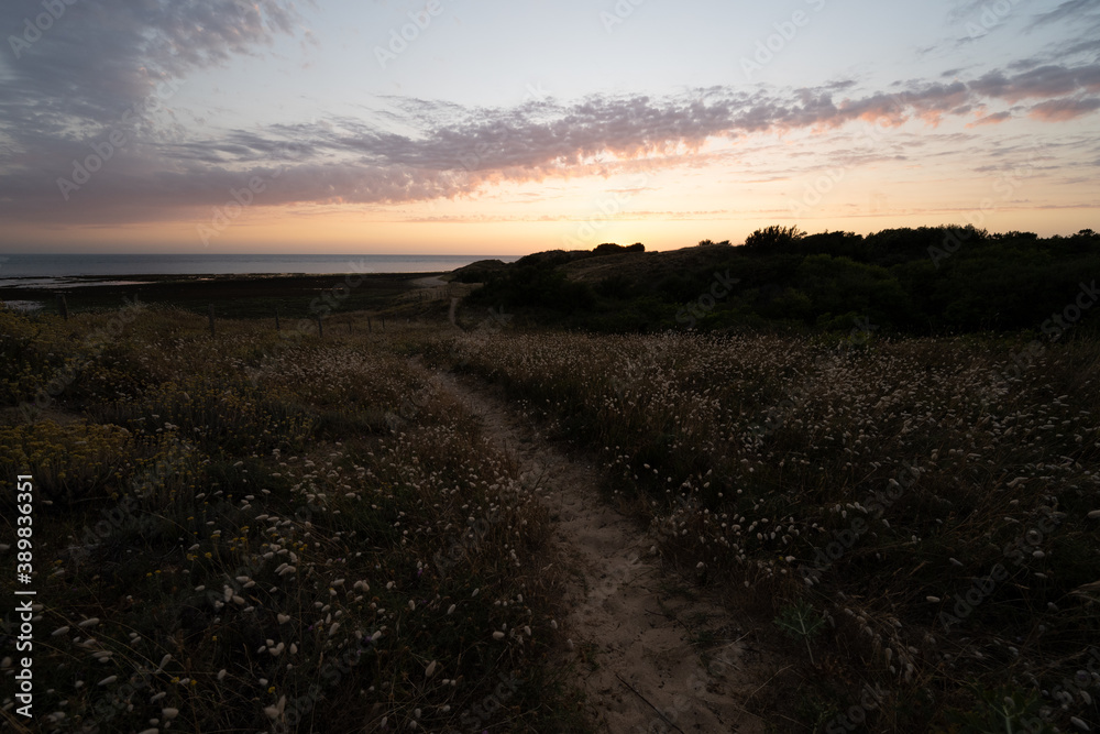 sunset over dune cover with flower an bushes