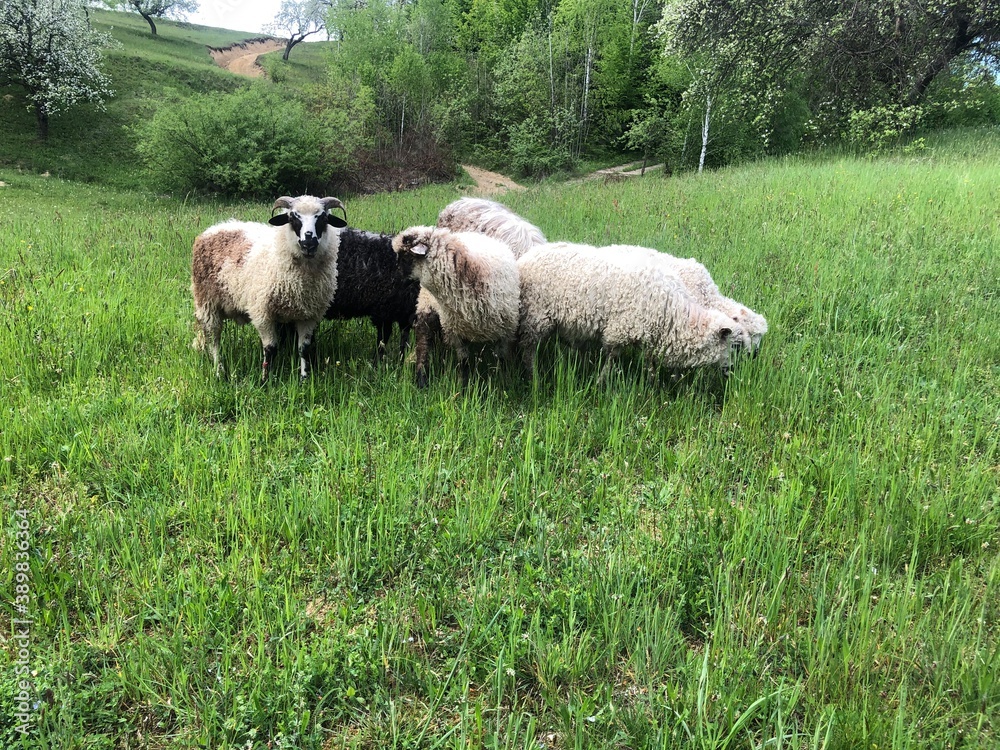 Obraz premium sheep in a field