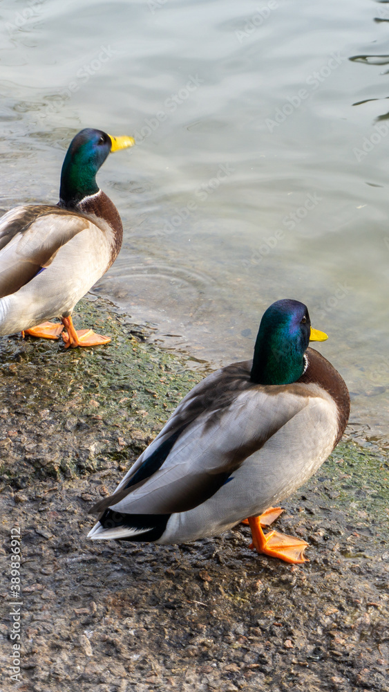 Beautiful duck on the lake in autumn Beautiful duck on the lake in autumn