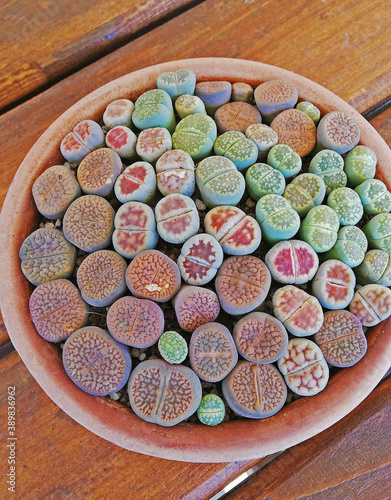 a bunch of lithops im a ceramic pot on a wooden table  photo