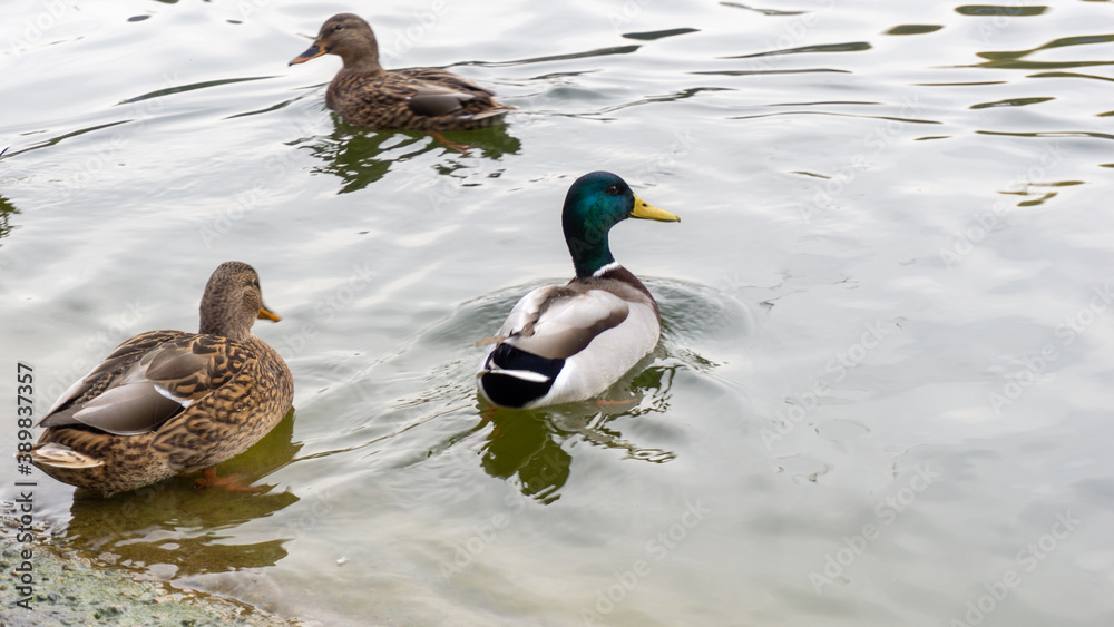 Obraz premium Beautiful ducks swim on the lake in autumn