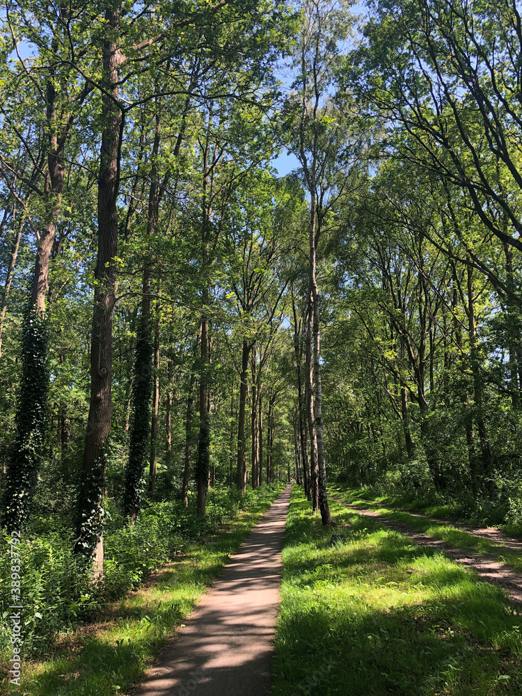 Fototapeta premium Bicycle path through the forest around Heemserveen