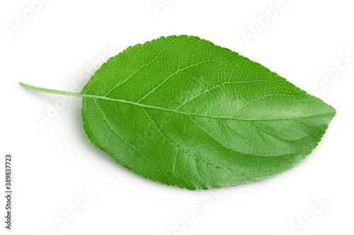 Apple leaf isolated on white background with clipping path.