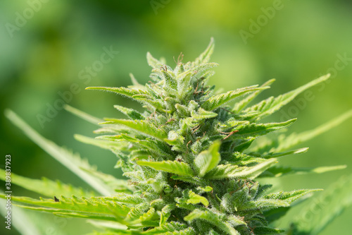 Feminized hemp plant produce industrial hemp flower for CBD. Close-up photo of Cannabis cones with leaves covered with trichomes. Hemp and hemp-derived CBD products are federally legal. photo