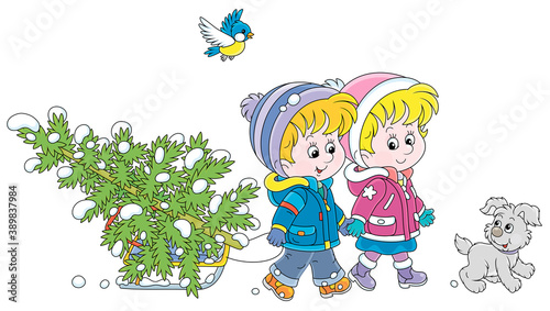 Happy little kids carrying a snowy fir tree on a small sled to decorate it to Christmas, vector cartoon illustration isolated on a white background