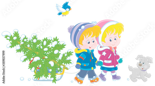 Happy little girl and boy carrying a snowy fir tree on a small sled to decorate it to Christmas, vector cartoon illustration isolated on a white background