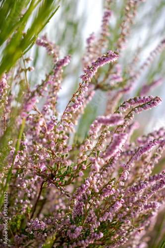 Photography Purple heather flower blooming