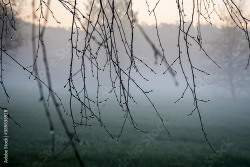 Birch tree branches contrasting with the colors of sunrise. Macro shot of dew drops on the tips of the branches and slender silky spider webs. Selective focus and blurred background.