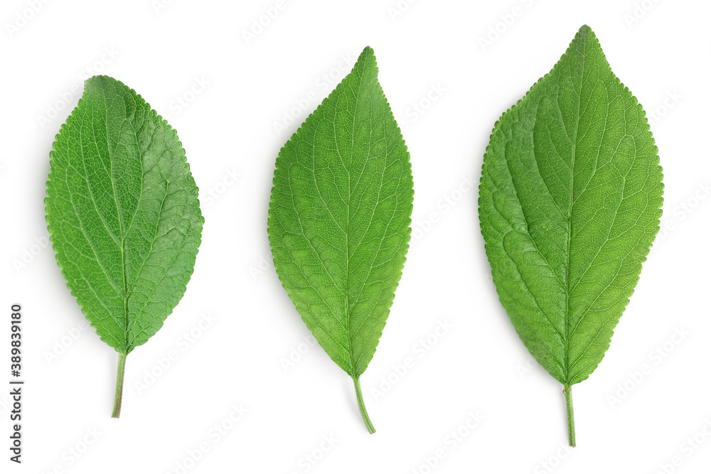 Fototapeta premium plum leaf isolated on a white background with clipping path and full depth of field. Top view. Flat lay