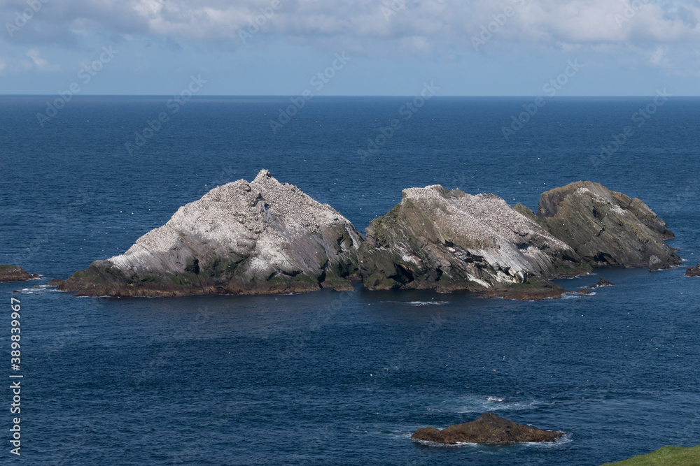 Gannet colony on a steep sided rock outcrops in Hermaness, Shetland surrounded by sea