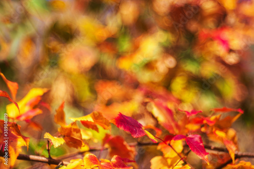  Fall backdrop. Autumn background- colorful bokeh