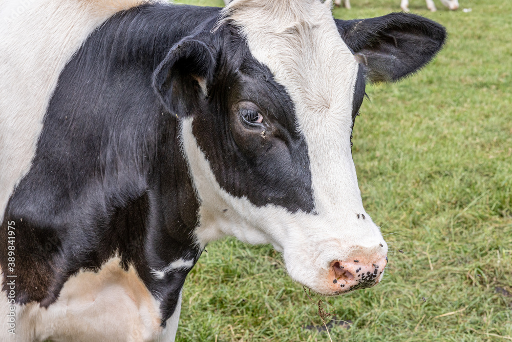 Dutch Holstein cow on a side close-up of its head with black and white fur, cow quietly grazing in a field with green grass in South Limburg, Netherlands Holland Dutch Holstein cow on a side close-up of its head with black and white fur, cow quietly grazing in a field with green grass in South Limburg, Netherlands Holland