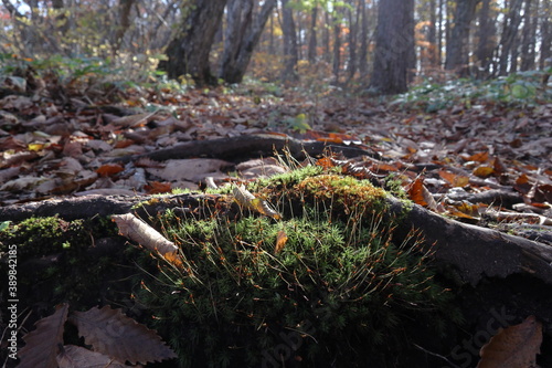登山道で見つけた”芽生える苔”