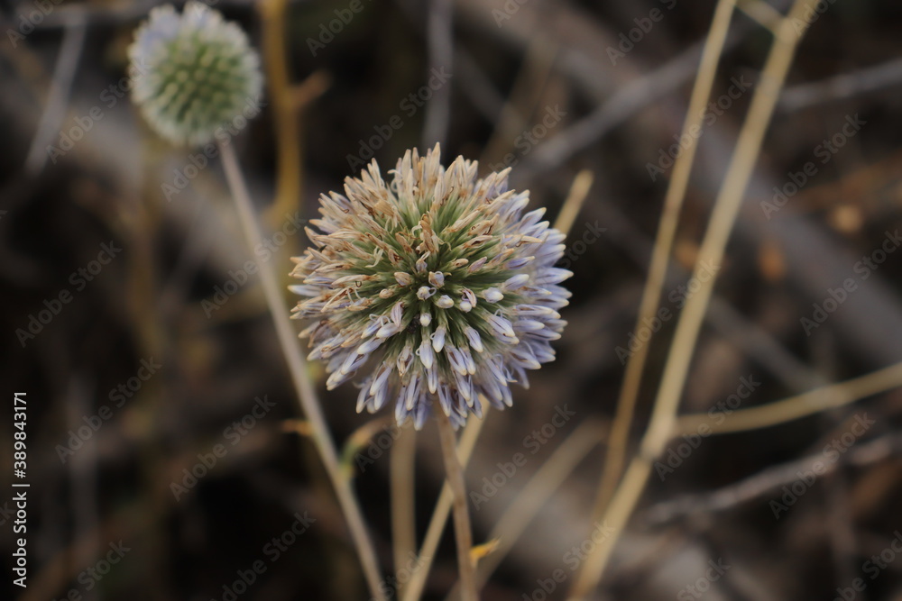 
a wildflower that looks like a leek flower, close up