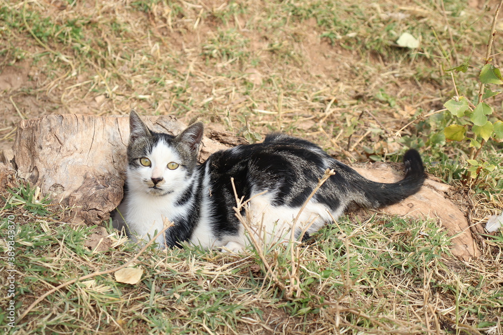 cat on the grass cat on the grass
