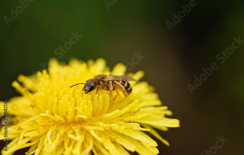 close up of bee collecting honey on a yellow flower dandelion against soft defocused green background. Copy space. bee busy picking up pollen from dandelion