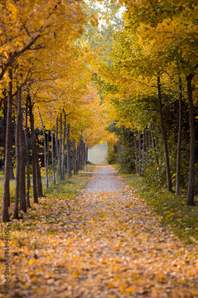 Fototapeta premium Beautiful and colorful autumn collection of Ginkgo leaves and paths in the park
