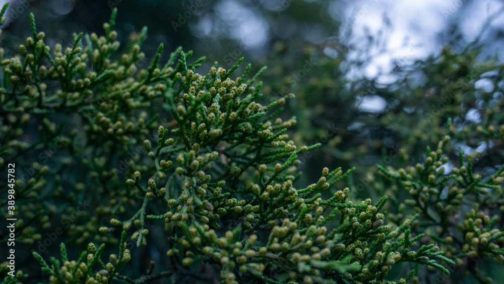 Beautiful Blossoming Juniper Virgin Fall