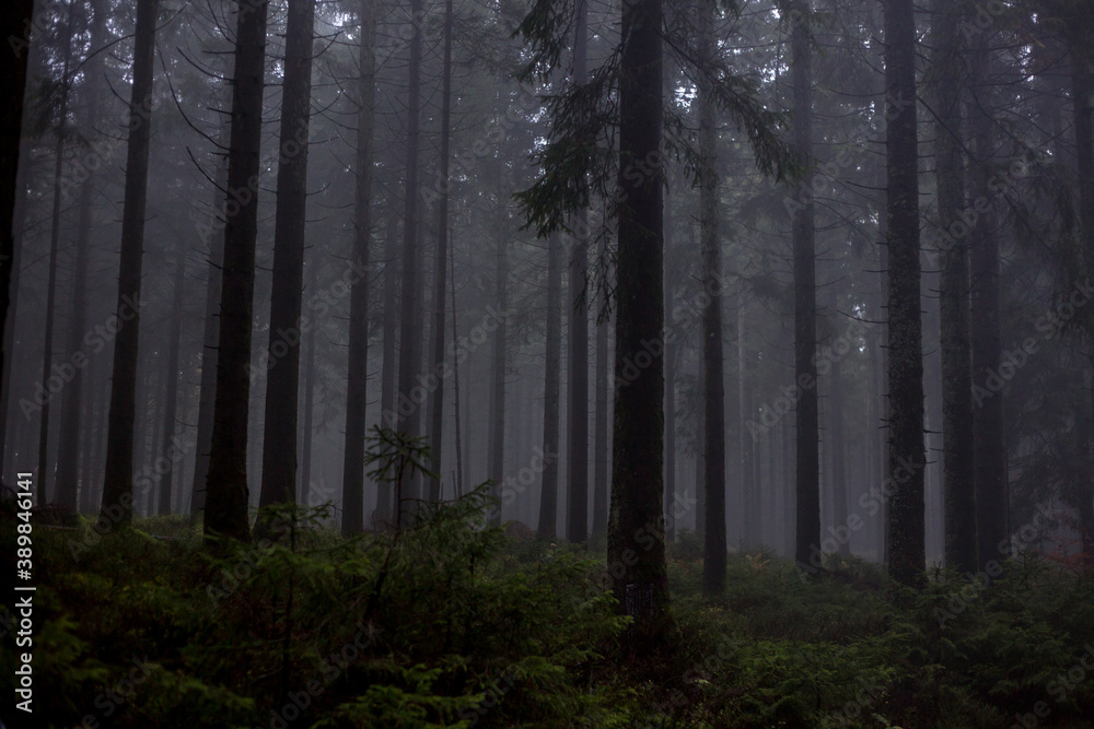 Fototapeta premium Forest in the fog, darker fantasy.