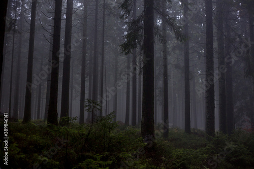 Forest in the fog, darker fantasy.