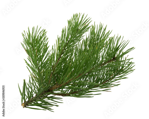 pine tree branch isolated on white background without shadow clipping path