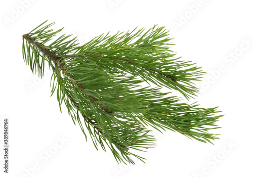 Pine branch isolated on white. without shadow clipping path