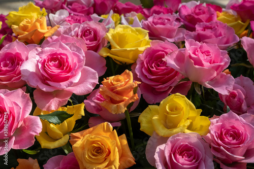 薔薇の花 © Tadashi