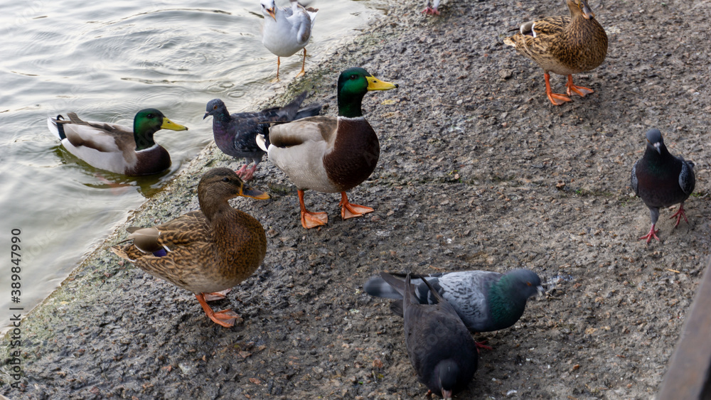 Fototapeta premium Ducks and pigeons looking for food on the shore of the lake