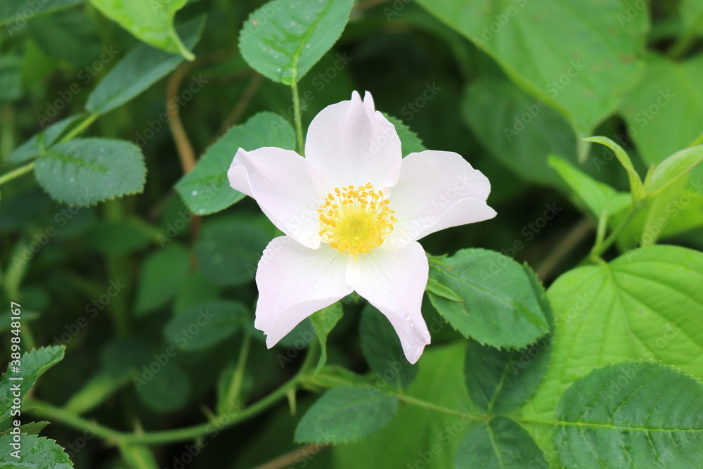 Delicate pink rosehip flowers bloom on a bush in a summer garden
Delicate pink rosehip flowers bloom on a bush in a summer garden