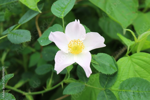  Delicate pink rosehip flowers bloom on a bush in a summer garden