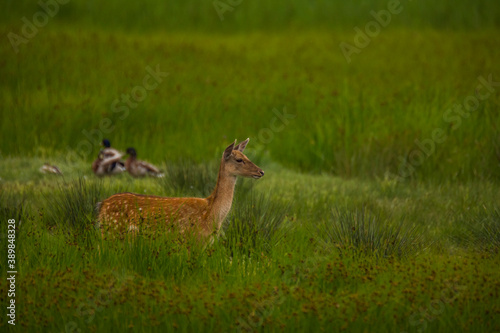 Fototapeta Naklejka Na Ścianę i Meble -  Fallow deer in Aiguamolls De L'Emporda Nature Reserve, Spain