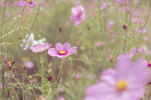 Cosmos flowers in the garden. Beautiful nature background.