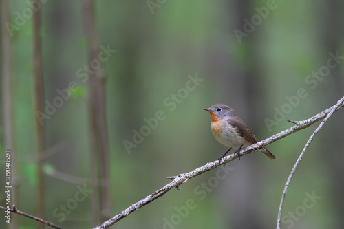 Red-breasted flycatcher. Bird in spring forest, adult male in breeding plumage. Ficedula parva