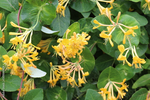 
Common honeysuckle blooms with bright yellow flowers on a bush in a summer garden