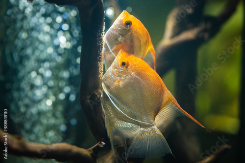 Pair of Gold Pterophyllum Scalare in aqarium, yellow angelfish lays its eggs. photo