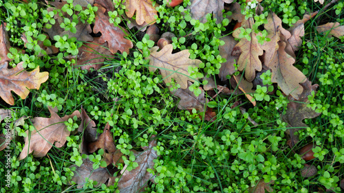 Acorns, oak leaves and bright green grass, background