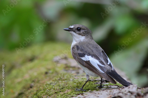 European pied flycatcher. Bird in spring forest, male. Ficedula hypoleuca photo
