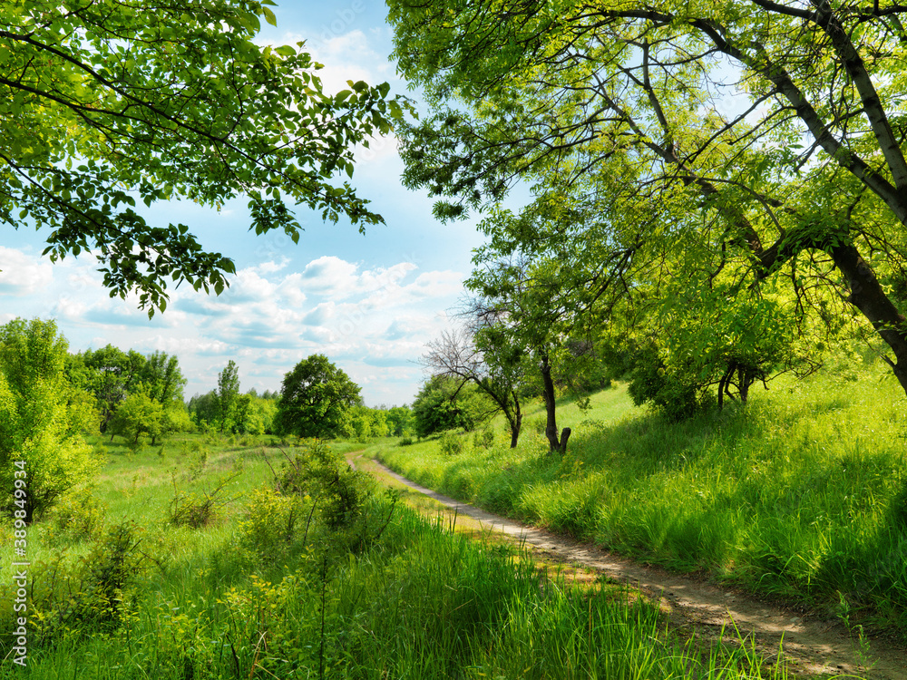 Obraz premium forest road and blue sky